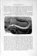 Original Old Antique Print Natural History 1896 Gilled Salamanders Olm Fish