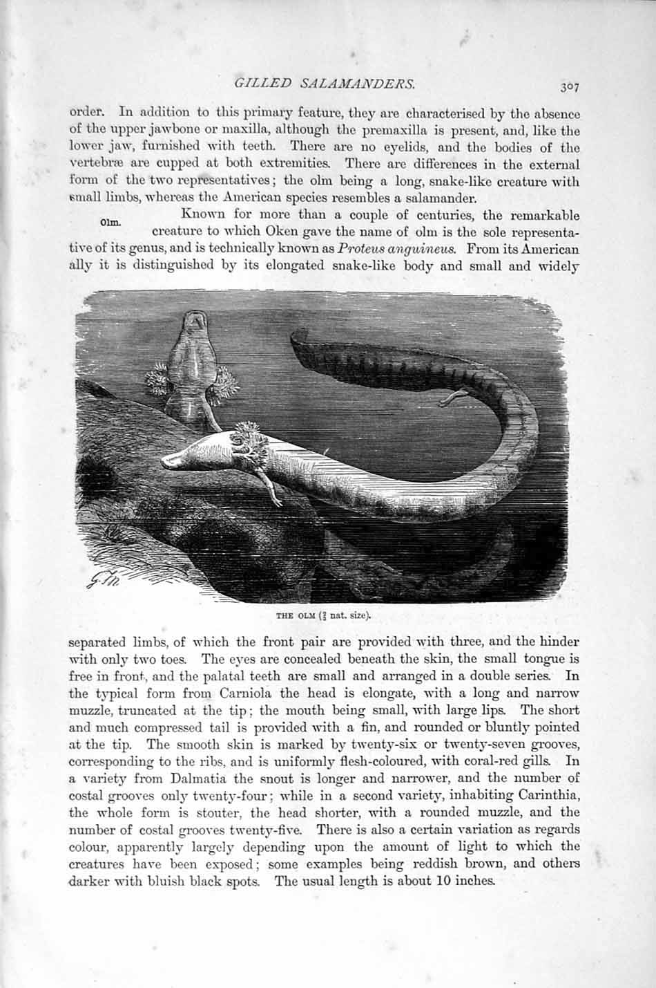 Original Old Antique Print Natural History 1896 Gilled Salamanders Olm Fish