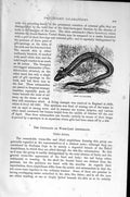 Original Old Antique Print Natural History 1896 Siren Salamander Amphibian Worm