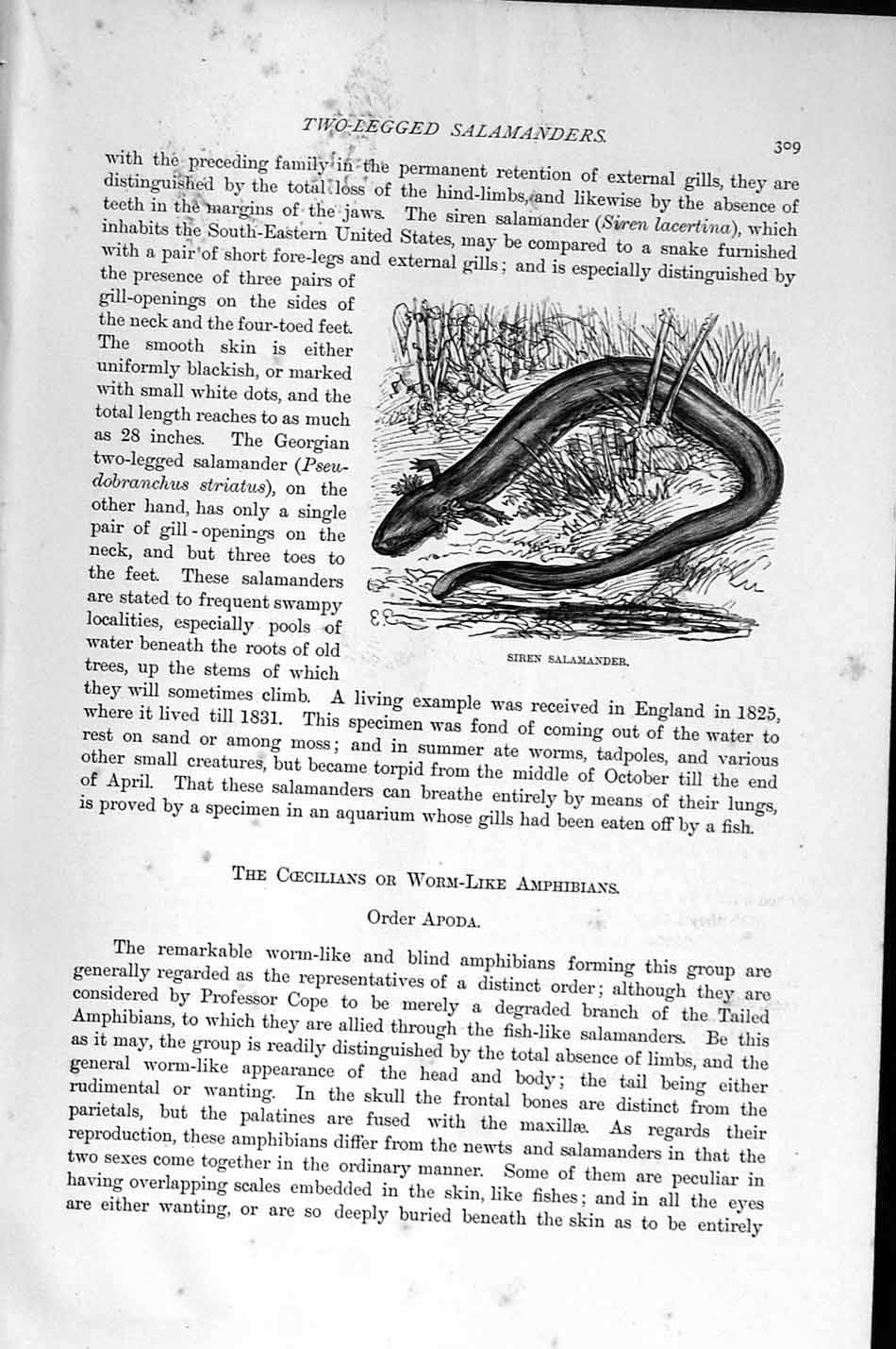 Original Old Antique Print Natural History 1896 Siren Salamander Amphibian Worm