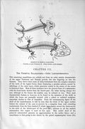 Old Antique Print Skeleton Primeval Salamanders Natural History 1896 Fish 19th