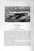 Original Old Antique Print Natural History 1896 Fishe Sea Amphibians Victorian