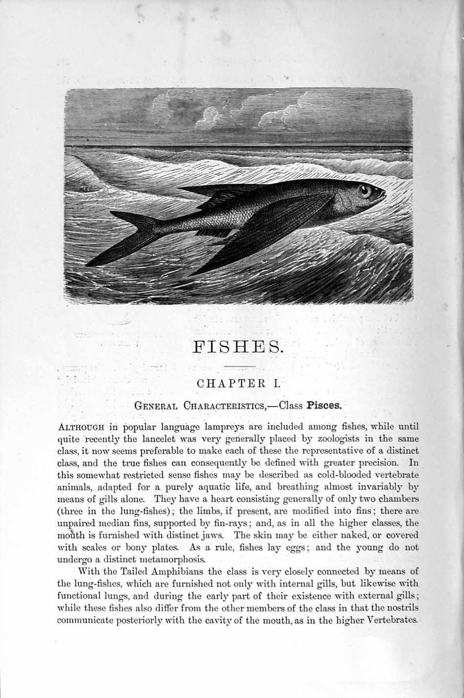Original Old Antique Print Natural History 1896 Fishe Sea Amphibians Victorian