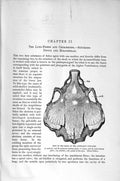 Old Antique Print Natural History 1896 Skull Australian Lung Fish Teeth 19th