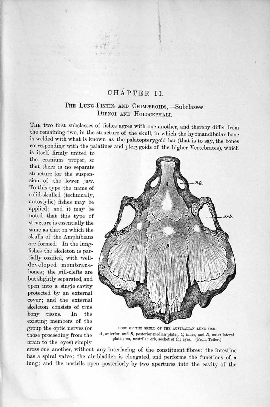 Old Antique Print Natural History 1896 Skull Australian Lung Fish Teeth 19th