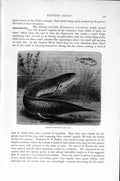 Original Old Antique Print Natural History 1896 African Mud Fish 19th