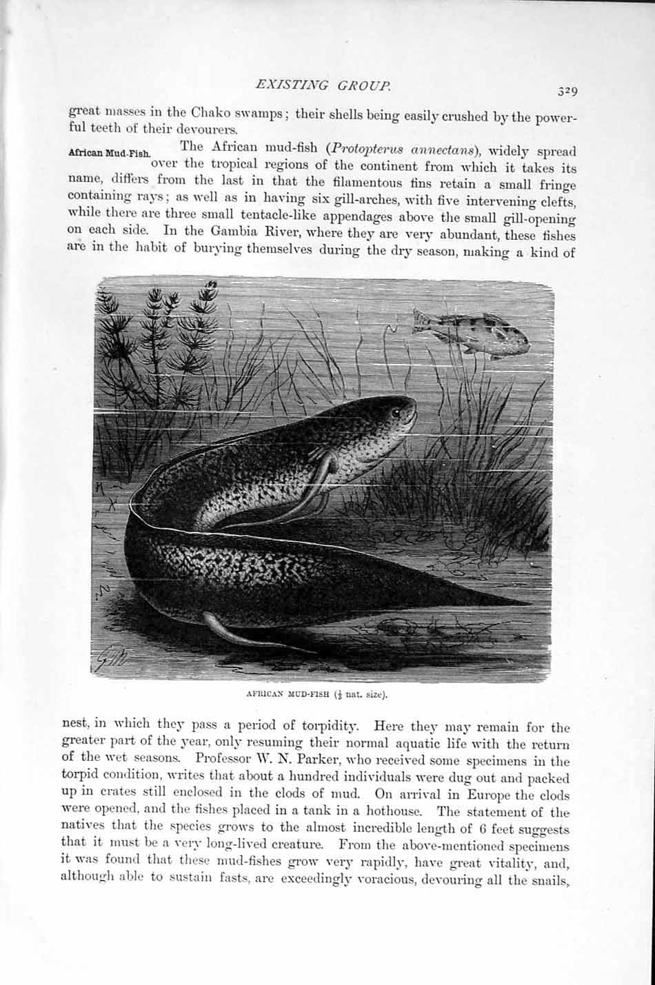 Original Old Antique Print Natural History 1896 African Mud Fish 19th