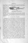 Original Old Antique Print Natural History 1896 Berry-Bone Fish Chimaeroids