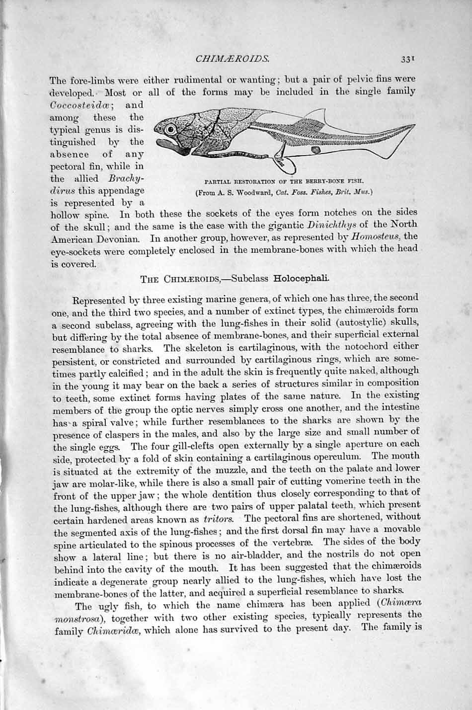 Original Old Antique Print Natural History 1896 Berry-Bone Fish Chimaeroids
