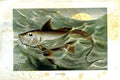 Original Old Antique Print Natural History 1896 Chimaera Fish ColourVictorian