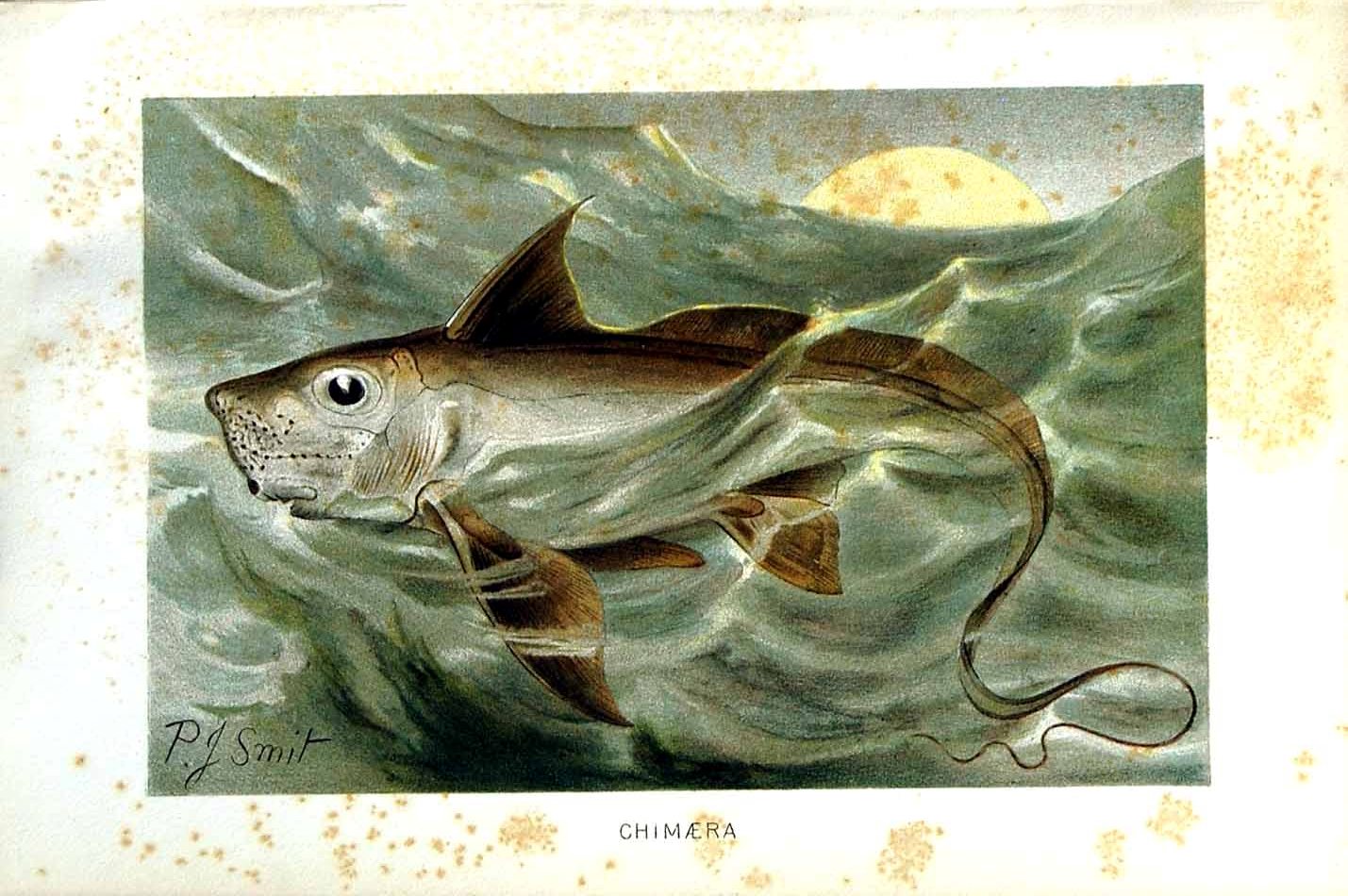 Original Old Antique Print Natural History 1896 Chimaera Fish ColourVictorian