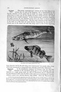 Original Old Antique Print Natural History 1896 Spine-Finned Pike Perch Fish