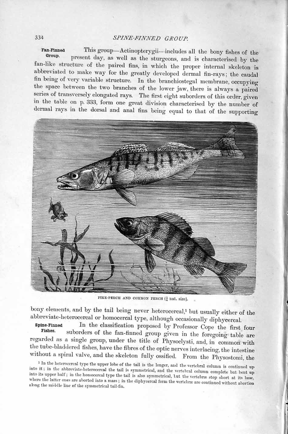 Original Old Antique Print Natural History 1896 Spine-Finned Pike Perch Fish