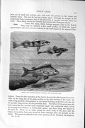 Original Old Antique Print Natural History 1896 Danubian Perch Ruffe Fish 19th