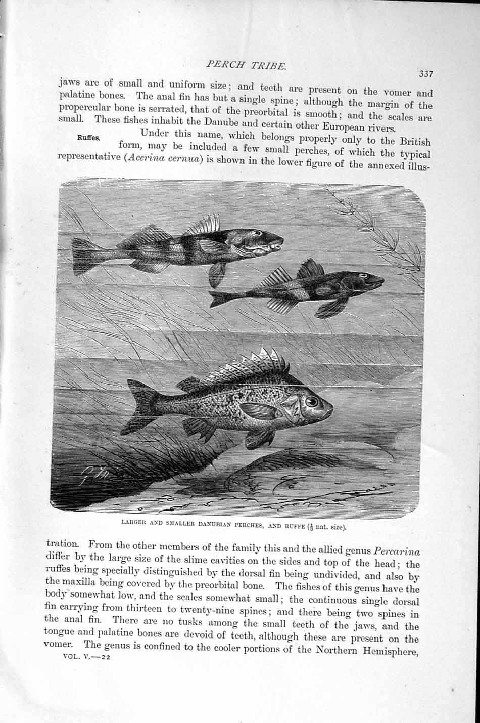 Original Old Antique Print Natural History 1896 Danubian Perch Ruffe Fish 19th