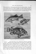 Old Antique Print Natural History 1896 Common Stone Bass Sea-Perch Fish 19th