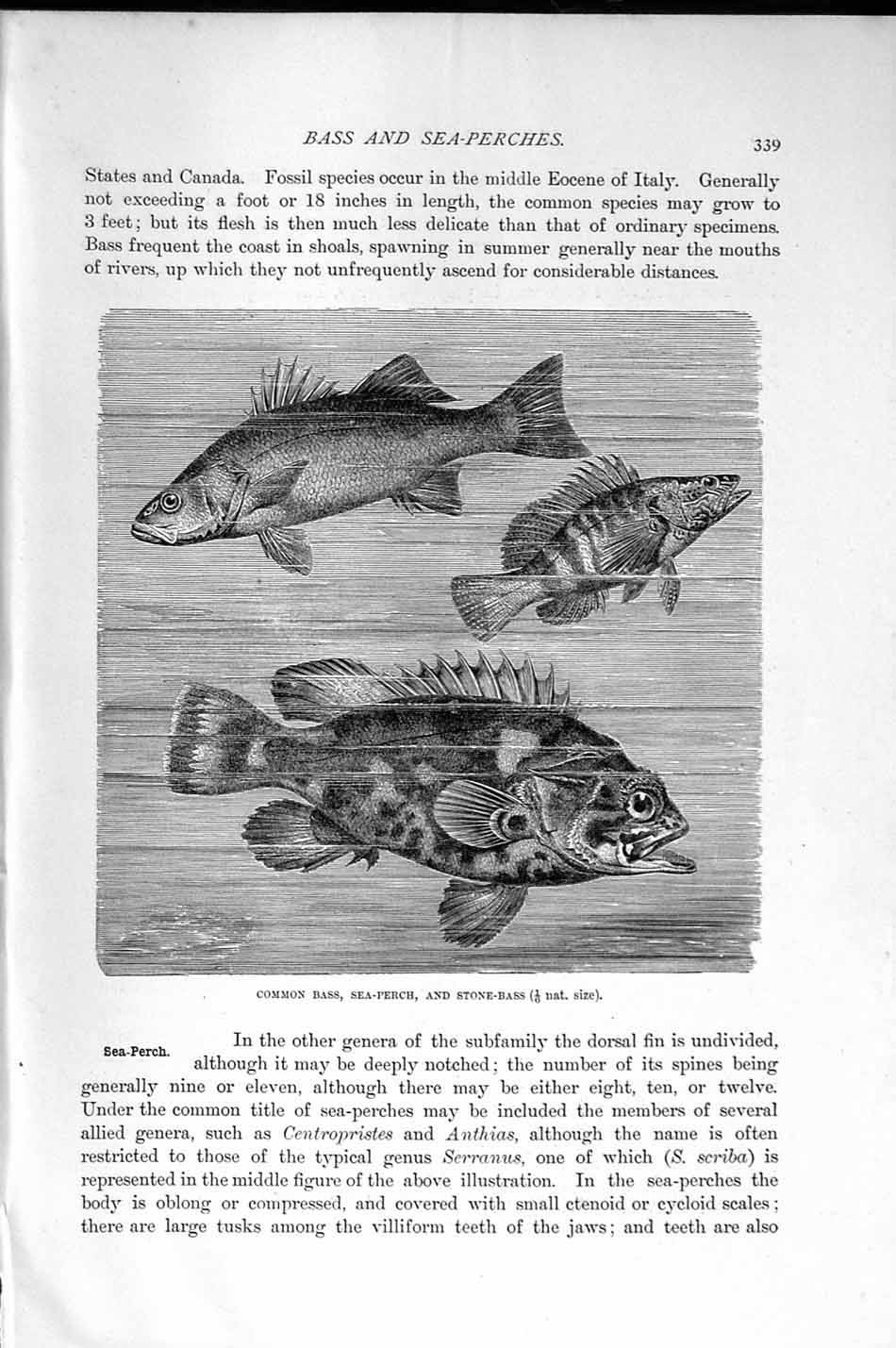 Old Antique Print Natural History 1896 Common Stone Bass Sea-Perch Fish 19th