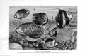 Original Old Antique Print Natural History 1896 Scaly-Finned Fish Setifer 19th