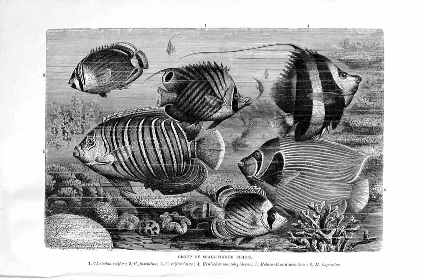 Original Old Antique Print Natural History 1896 Scaly-Finned Fish Setifer 19th