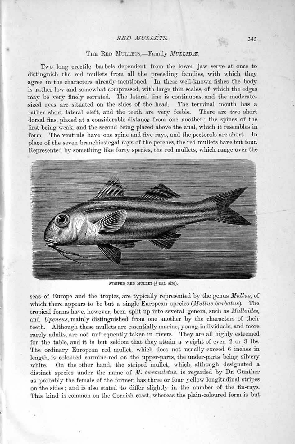 Old Antique Print Natural History 1896 Striped Red Mullet Fish Mullidae 19th