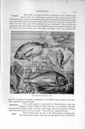 Old Antique Print Natural History 1896 Gilt-Head Sea-Bream Fish Kinfe-Jaw 19th
