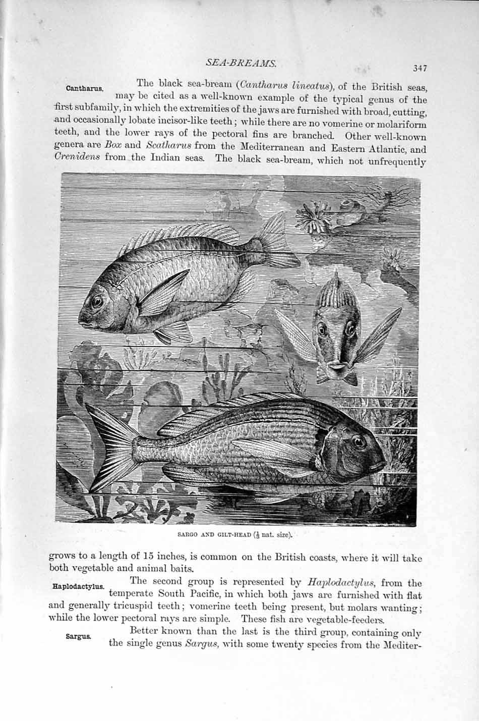 Old Antique Print Natural History 1896 Gilt-Head Sea-Bream Fish Kinfe-Jaw 19th