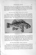 Old Antique Print Natural History 1896 Australian Long-Fin Fish Firm-Fin 19th