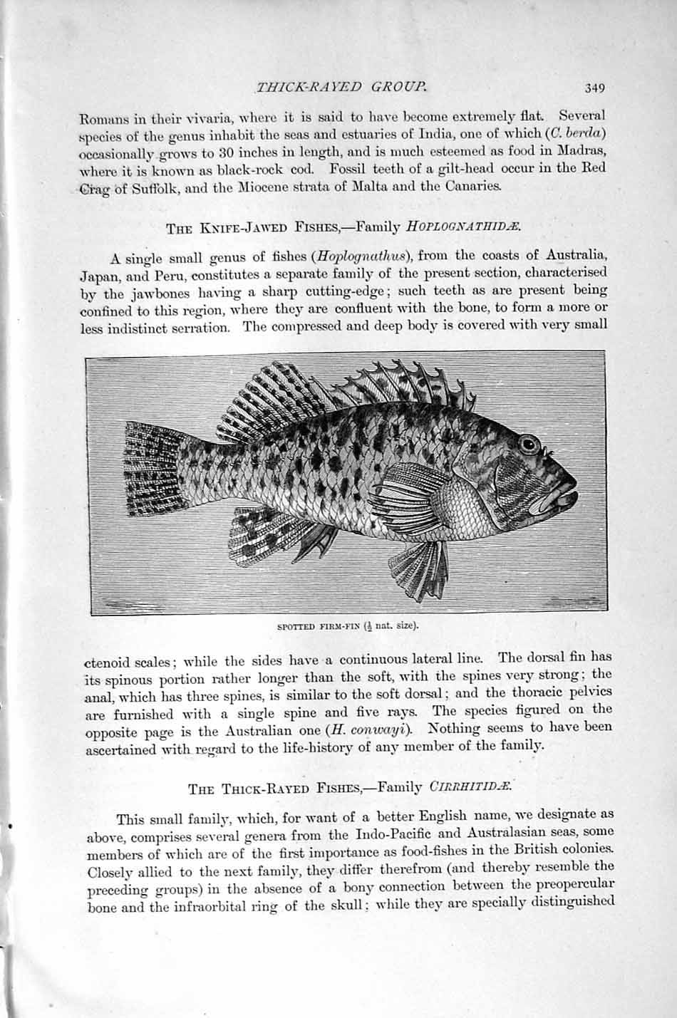 Old Antique Print Natural History 1896 Australian Long-Fin Fish Firm-Fin 19th