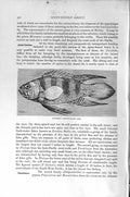 Original Old Antique Print Natural History 1896 Bleeker'S Plesiops Fish 19th