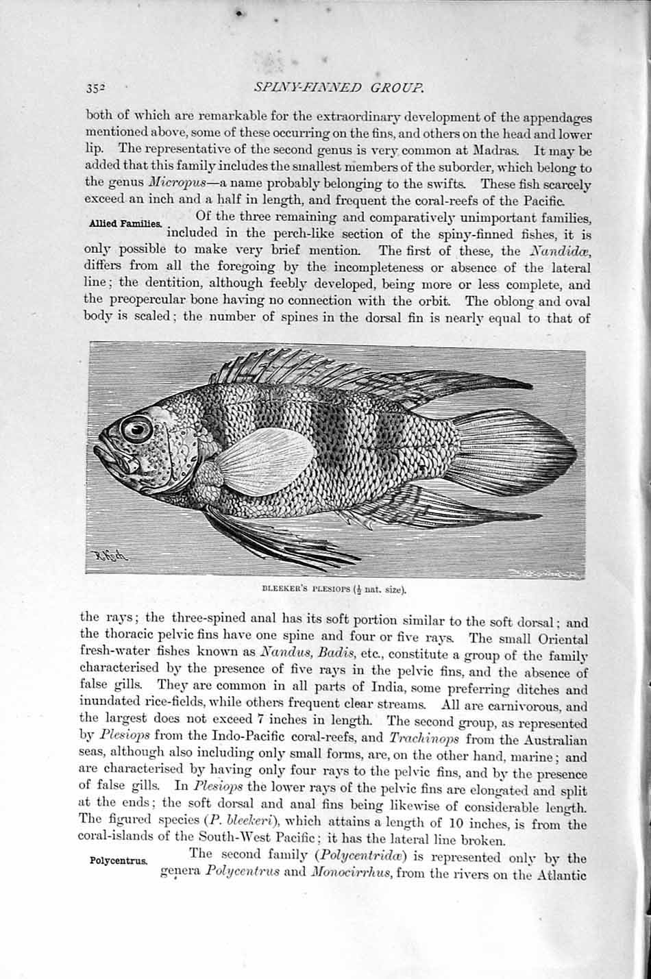 Original Old Antique Print Natural History 1896 Bleeker'S Plesiops Fish 19th
