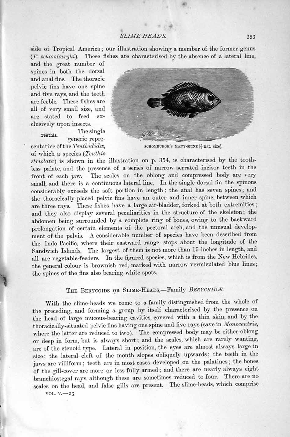 Original Old Antique Print Natural History 1896 Spine-Finned Fish Schomburgk