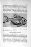 Original Old Antique Print Natural History 1896 New Zealand Trachichthys Fish