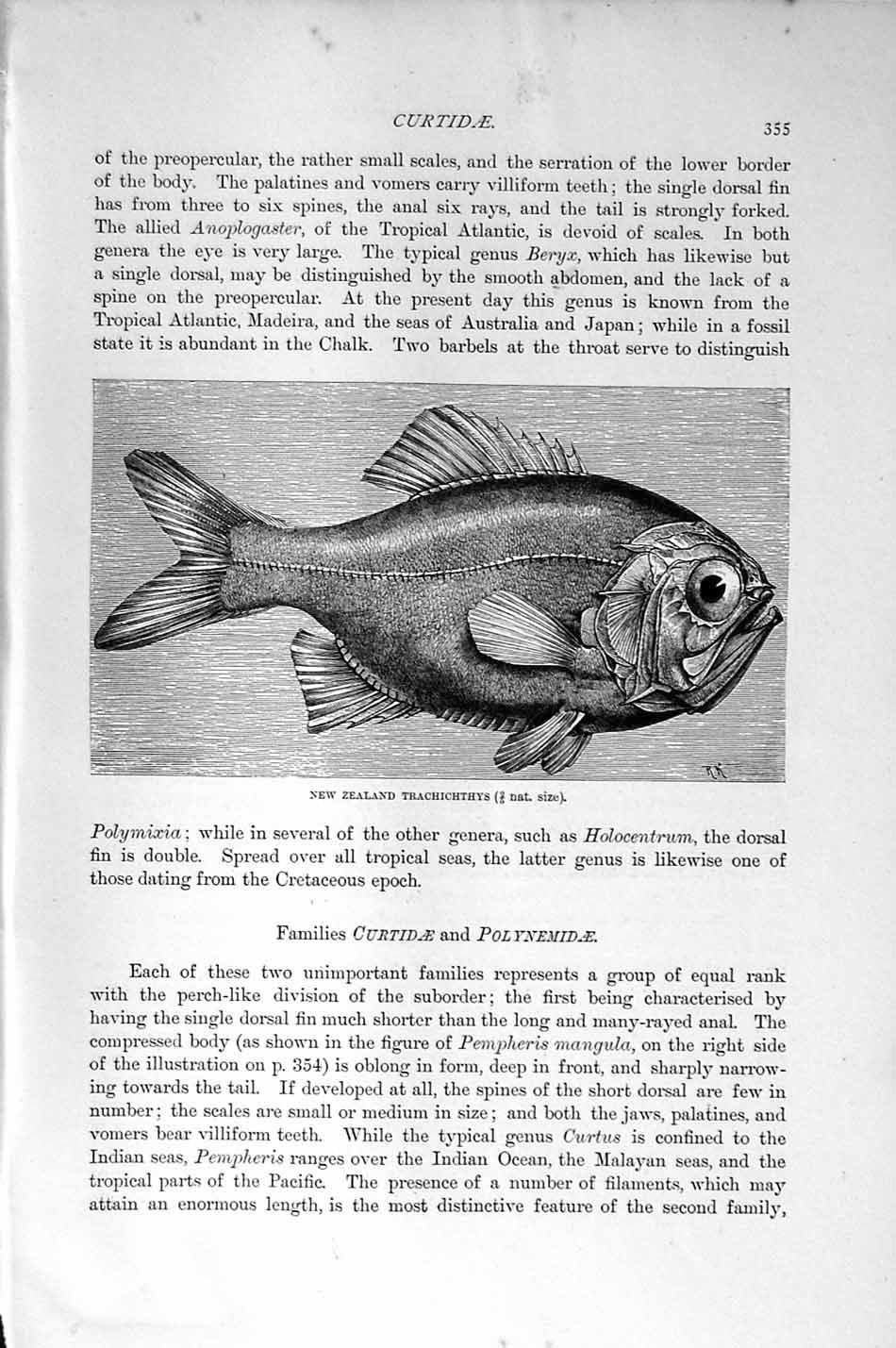 Original Old Antique Print Natural History 1896 New Zealand Trachichthys Fish