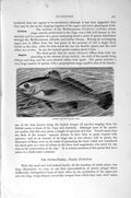 Original Old Antique Print Common Meagre Fish Sciaenoids Natural History 1896