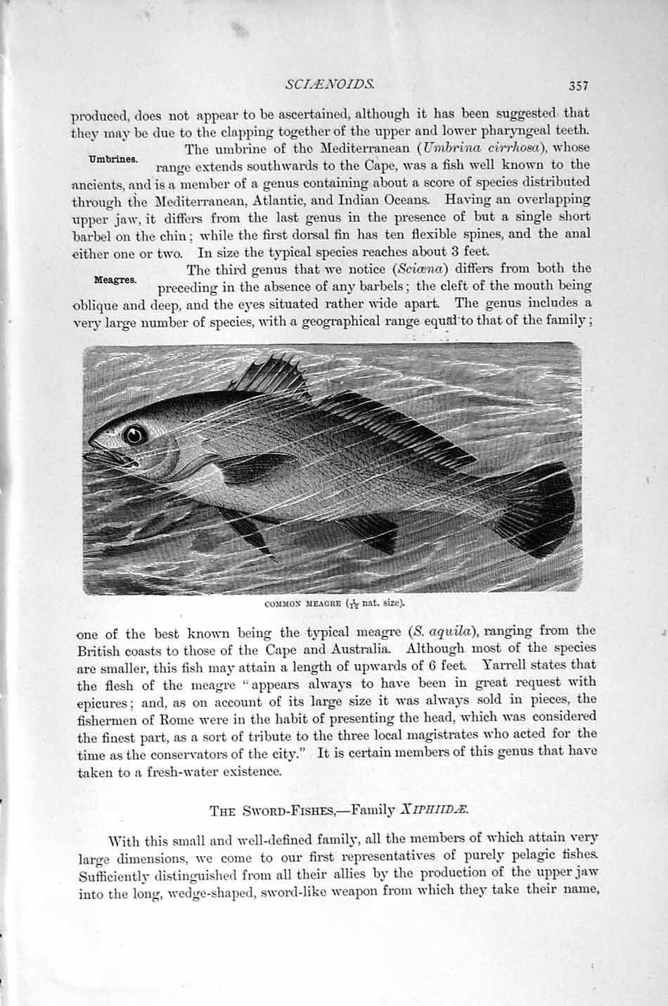 Original Old Antique Print Common Meagre Fish Sciaenoids Natural History 1896