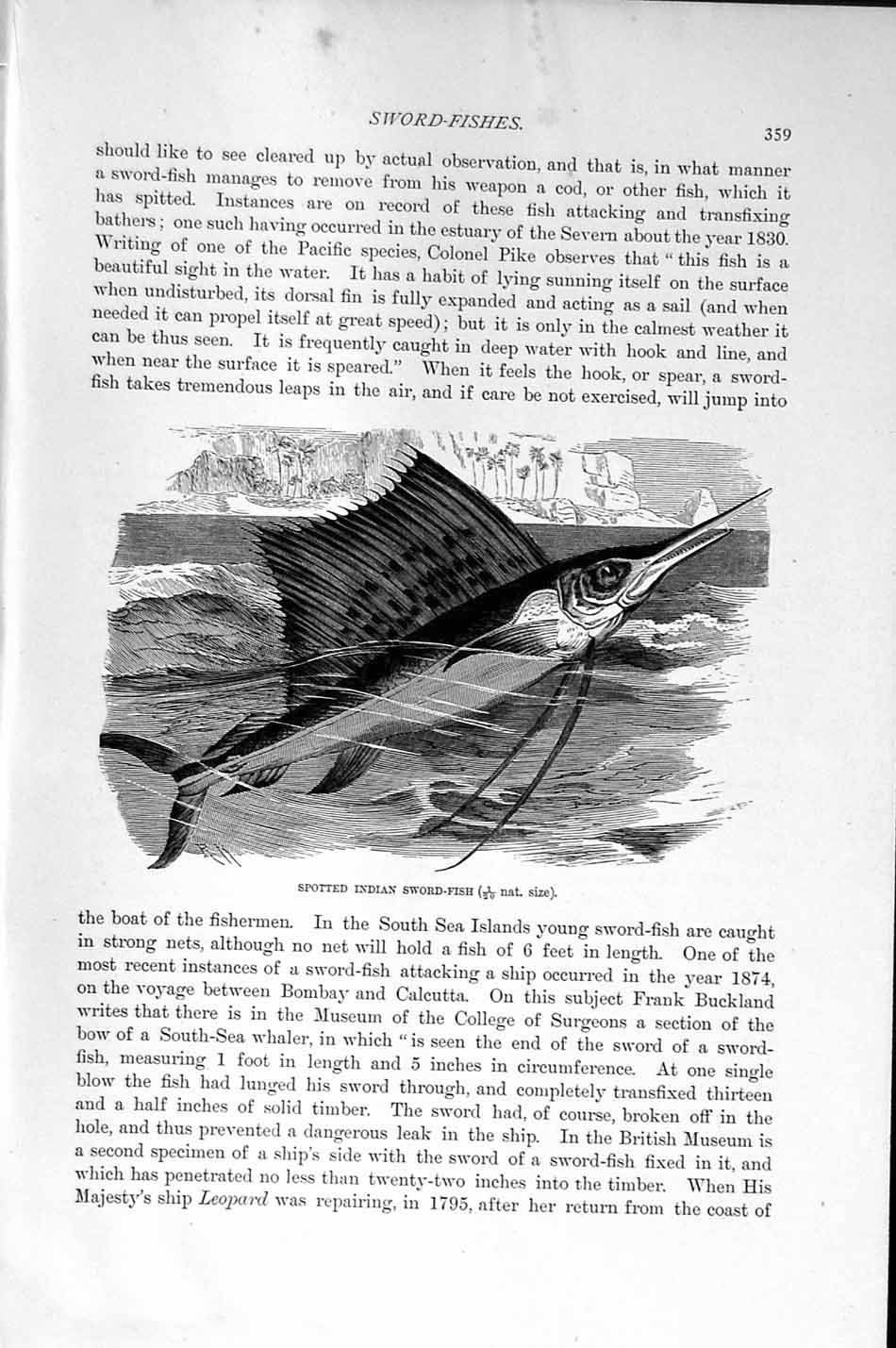 Original Old Antique Print Natural History 1896 Spotted Indian Sword Fish 19th