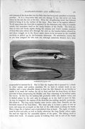 Original Old Antique Print Natural History 1896 Scabbard Fish 19th