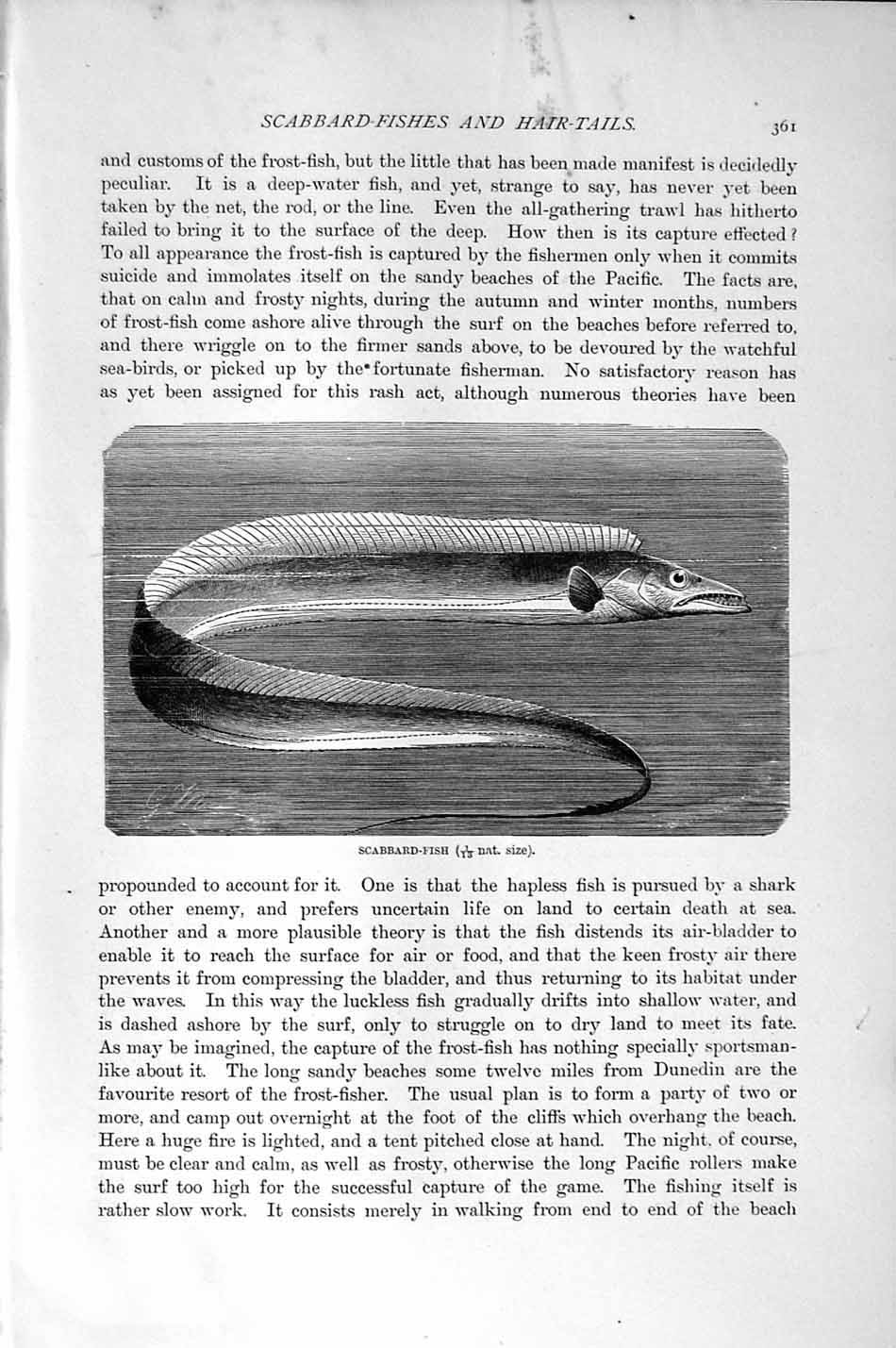 Original Old Antique Print Natural History 1896 Scabbard Fish 19th