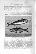 Original Old Antique Print Natural History 1896 Common Mackerel Horse Fish 19th
