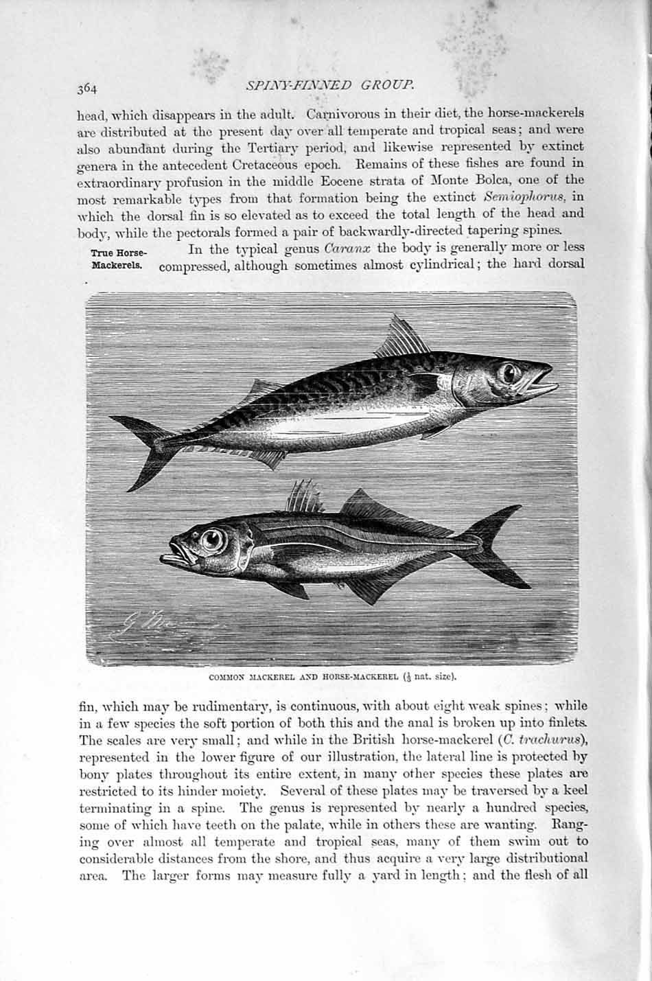 Original Old Antique Print Natural History 1896 Common Mackerel Horse Fish 19th