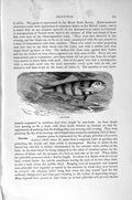 Original Old Antique Print Natural History 1896 Pilot Fish Naucrates Ductor