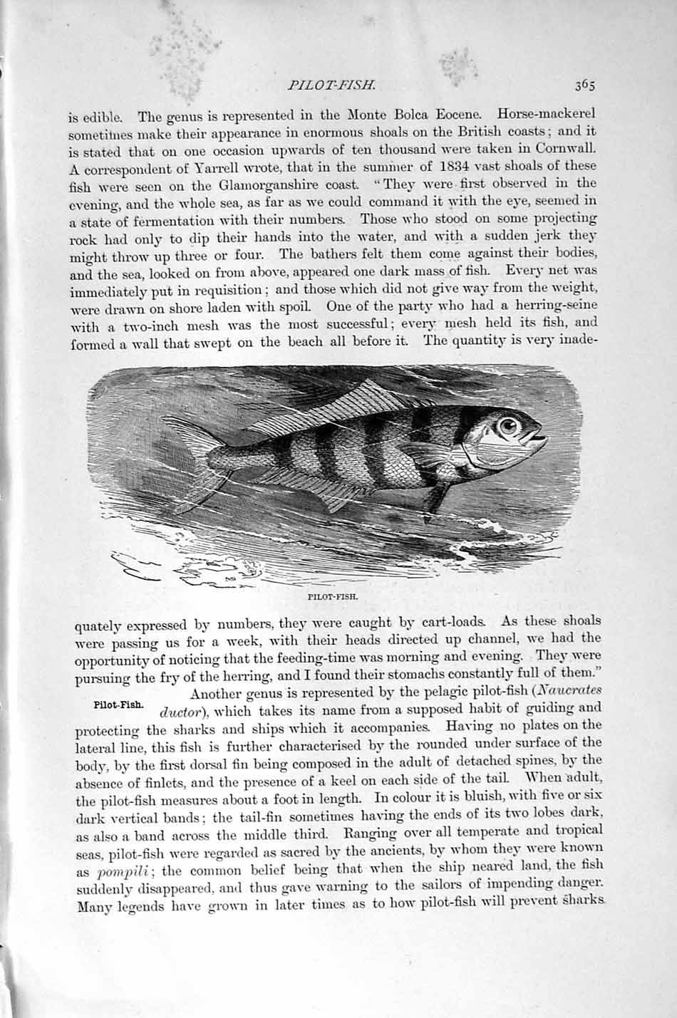 Original Old Antique Print Natural History 1896 Pilot Fish Naucrates Ductor
