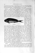 Original Old Antique Print Natural History 1896 Coryphaena Spiny-Finned Fish
