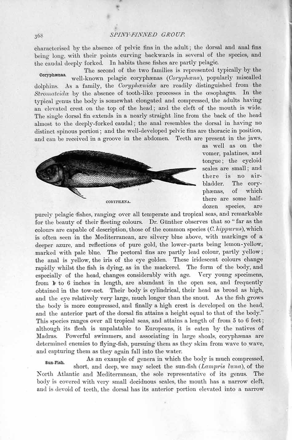 Original Old Antique Print Natural History 1896 Coryphaena Spiny-Finned Fish