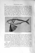 Original Old Antique Print Natural History 1896 New Zealand Gastrochisma Fish