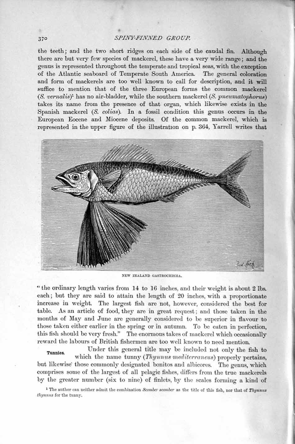 Original Old Antique Print Natural History 1896 New Zealand Gastrochisma Fish