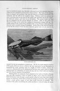 Original Old Antique Print Natural History 1896 Sucking Fishes Spiny-Finned