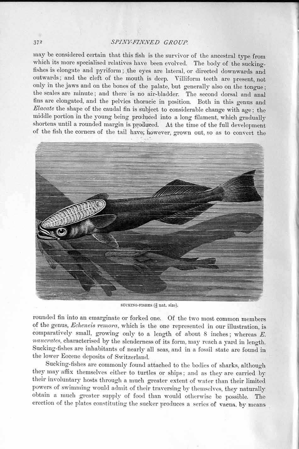 Original Old Antique Print Natural History 1896 Sucking Fishes Spiny-Finned