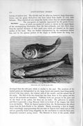 Original Old Antique Print Natural History 1896 Star-Gazer Weaver Fish Spiney