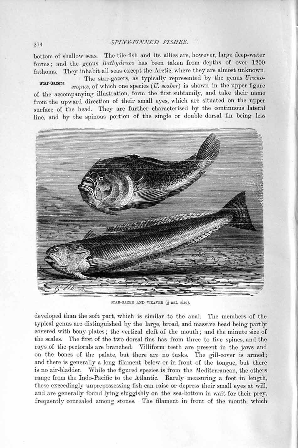 Original Old Antique Print Natural History 1896 Star-Gazer Weaver Fish Spiney